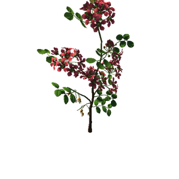 Flower  Lignum Vitea3_1